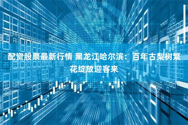 配资股票最新行情 黑龙江哈尔滨：百年古梨树繁花绽放迎客来